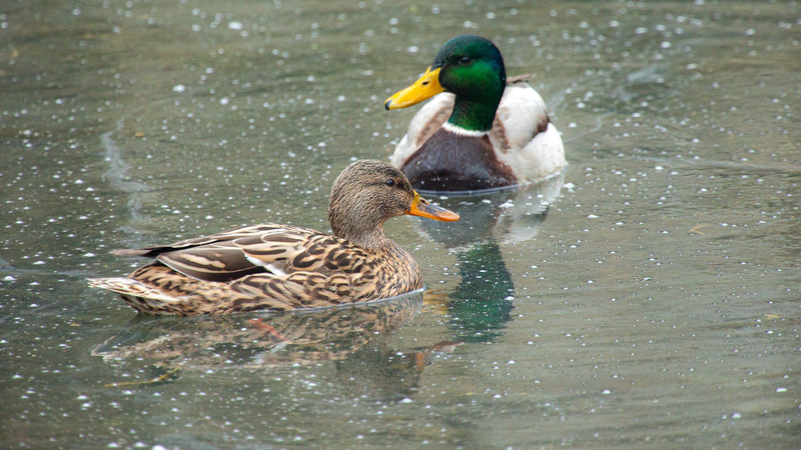 20120225075710 IMG 3499